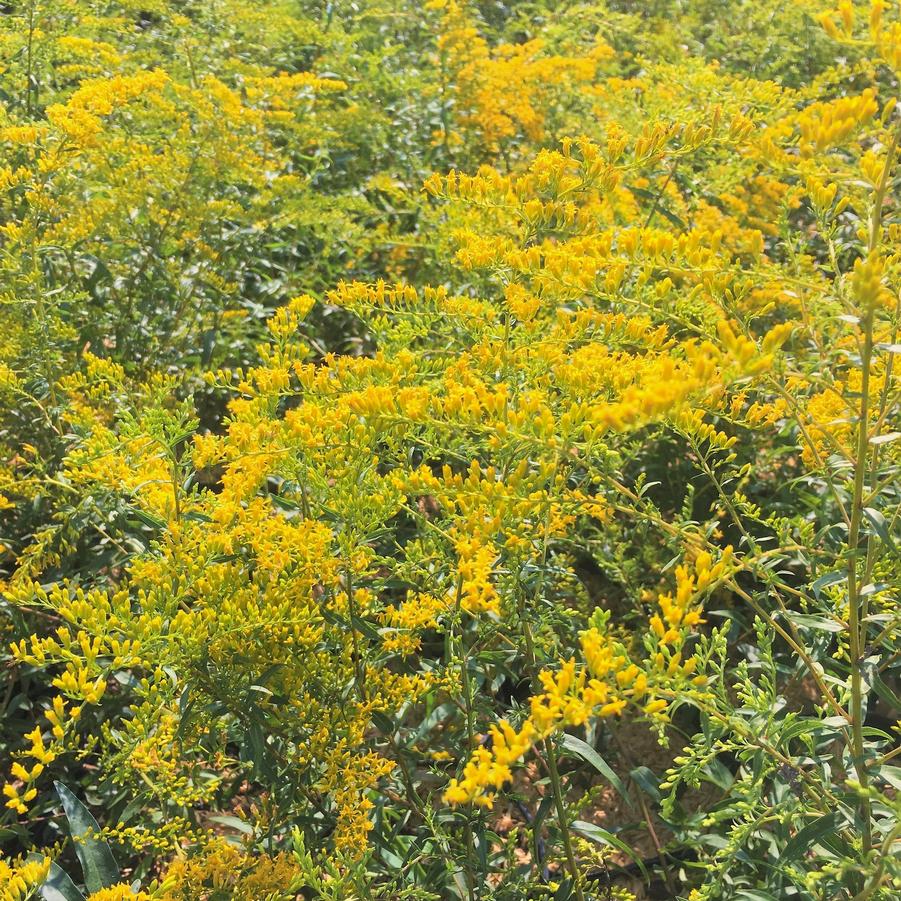 Solidago rugosa - Rough- stemmed Goldenrod from Babikow Wholesale Nursery