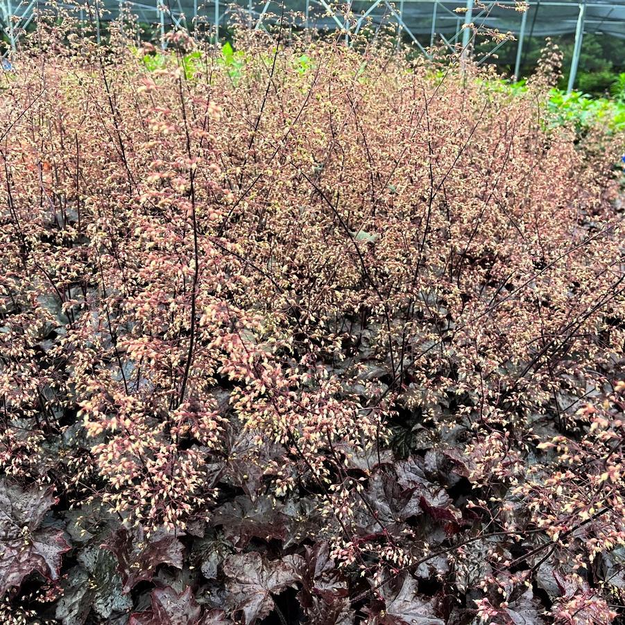 Heuchera x 'Blackout' - Coral Bells from Babikow Wholesale Nursery