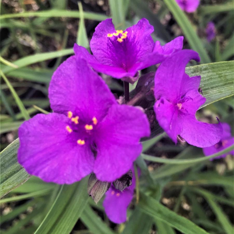 Tradescantia 'Concord Grape' - Spiderwort from Babikow Wholesale Nursery