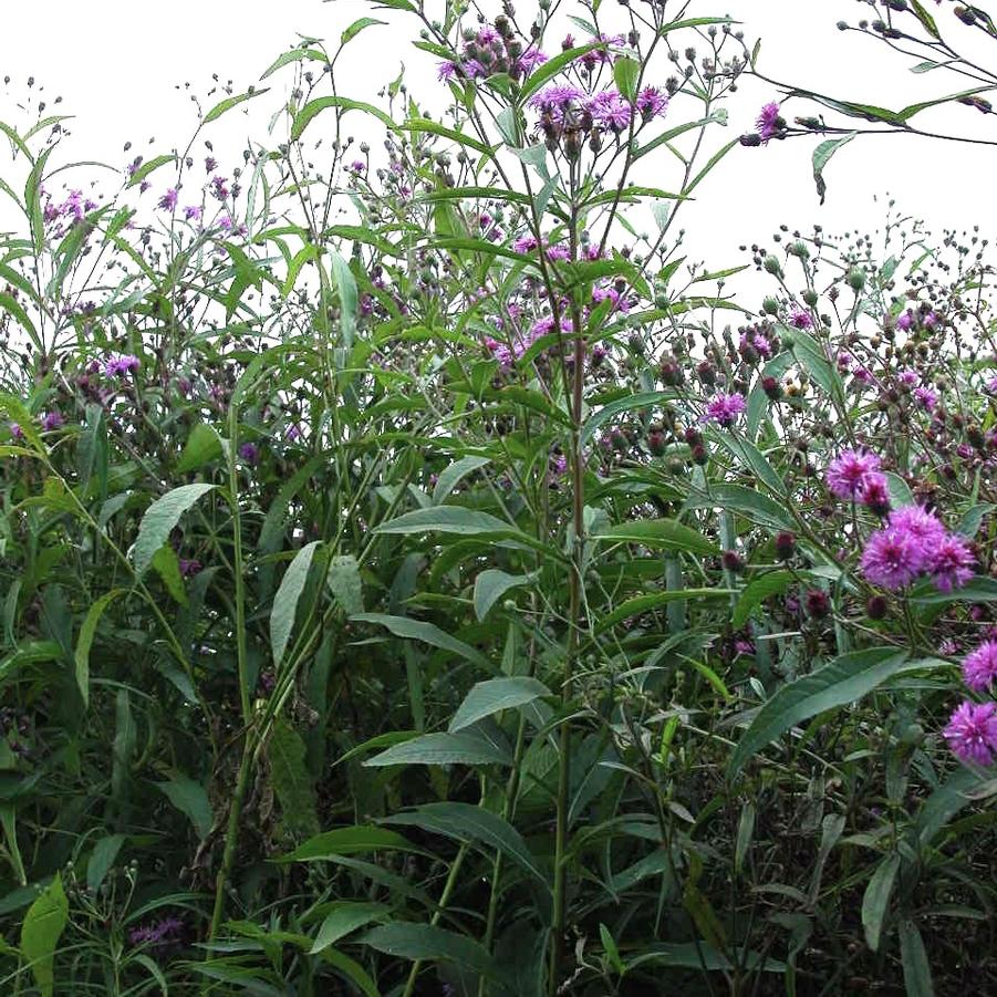 Vernonia glauca - Upland Ironweed from Babikow Wholesale Nursery