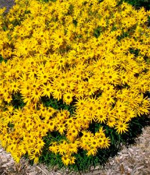 Helianthus sal. 'Low Down' Willowleaf Sunflower from Babikow