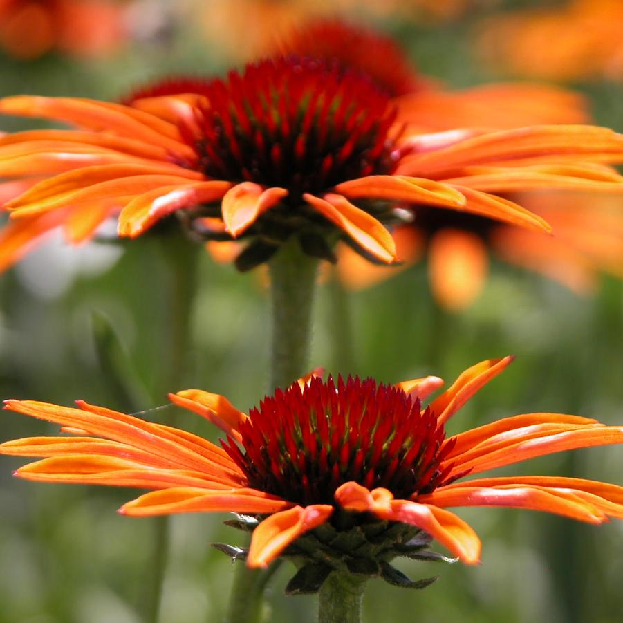 Echinacea 'Som.Flamenco Orange' - Hybrid Coneflower from Babikow Wholesale Nursery