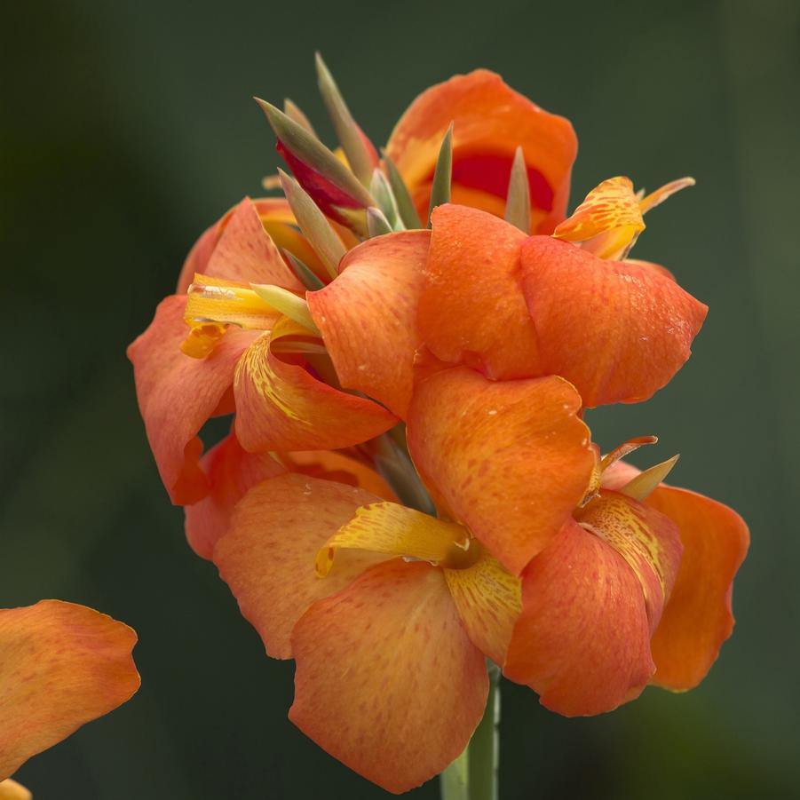 Canna Cannova 'Orange Shades' - from Babikow Wholesale Nursery