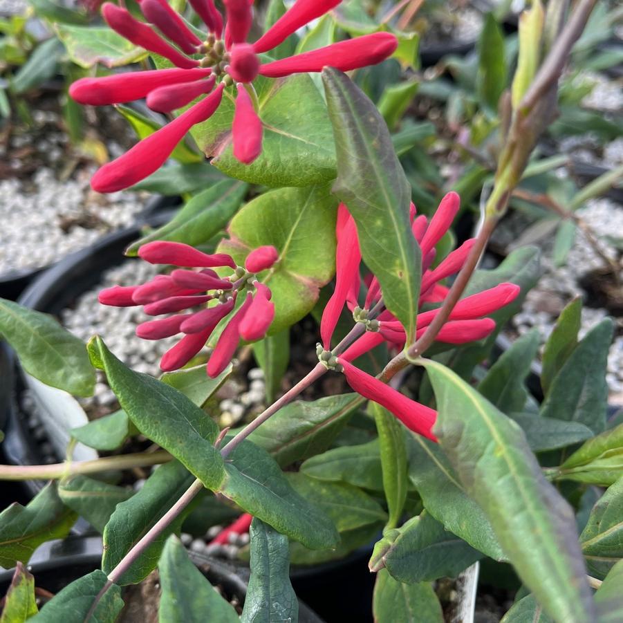 Lonicera semp. 'Major Wheeler' - Trumpet Vine from Babikow Wholesale Nursery