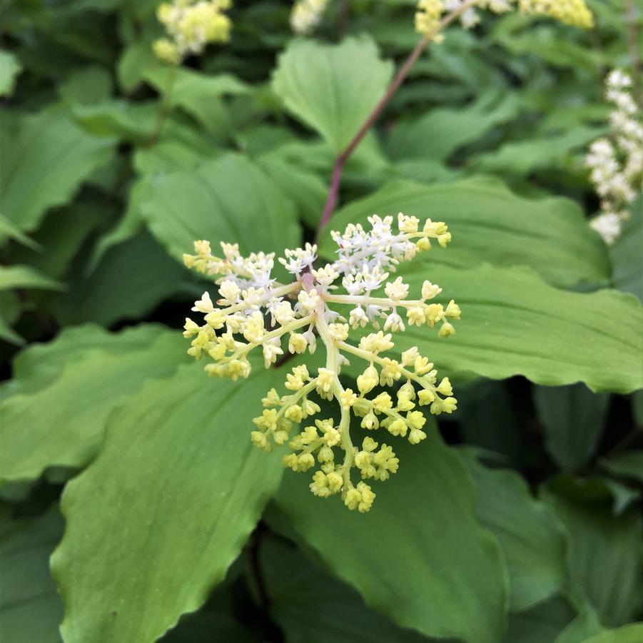 Smilacina racemosa - False Solomon's Seal from Babikow Wholesale Nursery