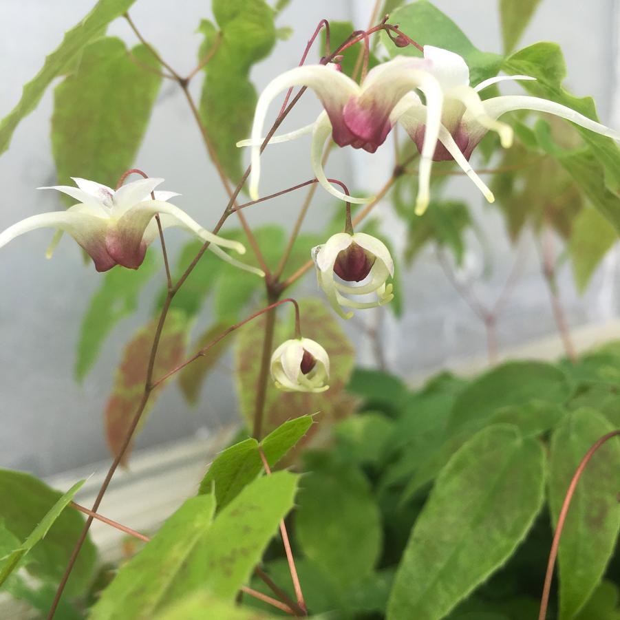 Epimedium x 'Domino' - Barrenwort from Babikow Wholesale Nursery