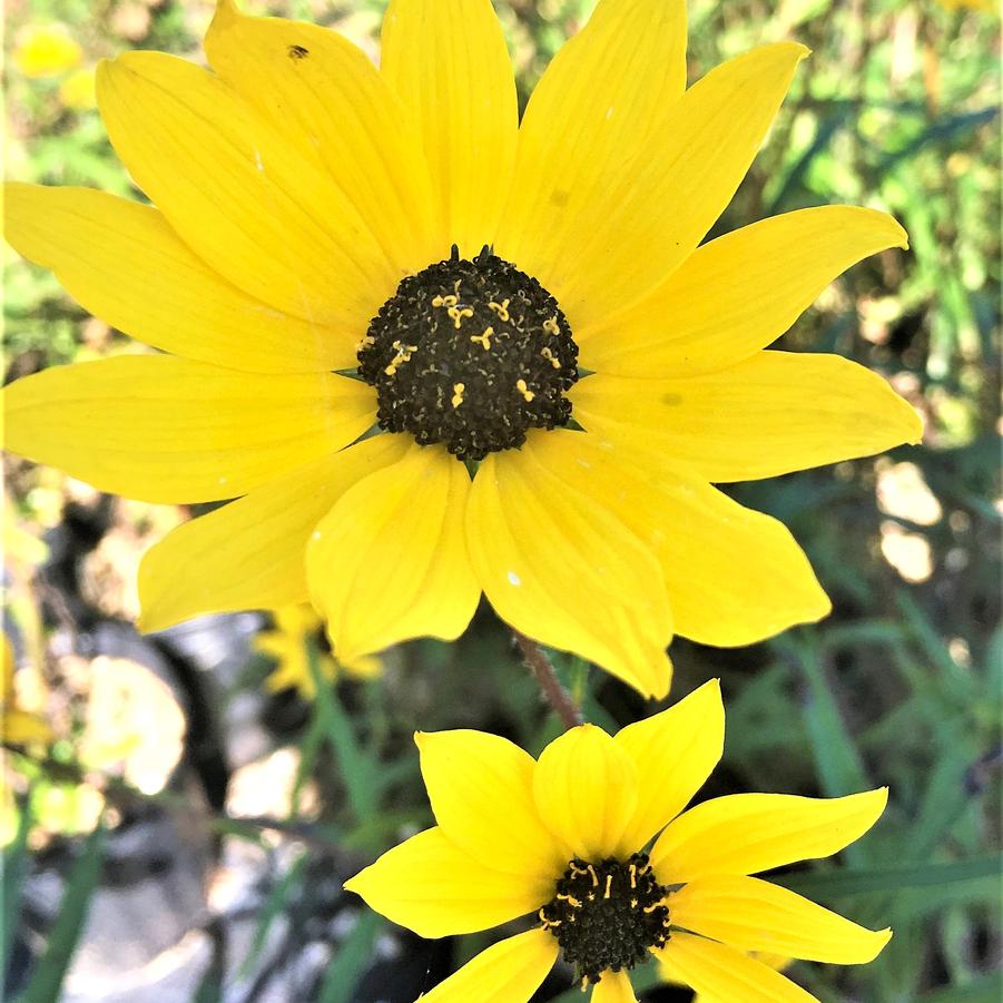 Helianthus angustifolius - Swamp Sunflower from Babikow Wholesale Nursery