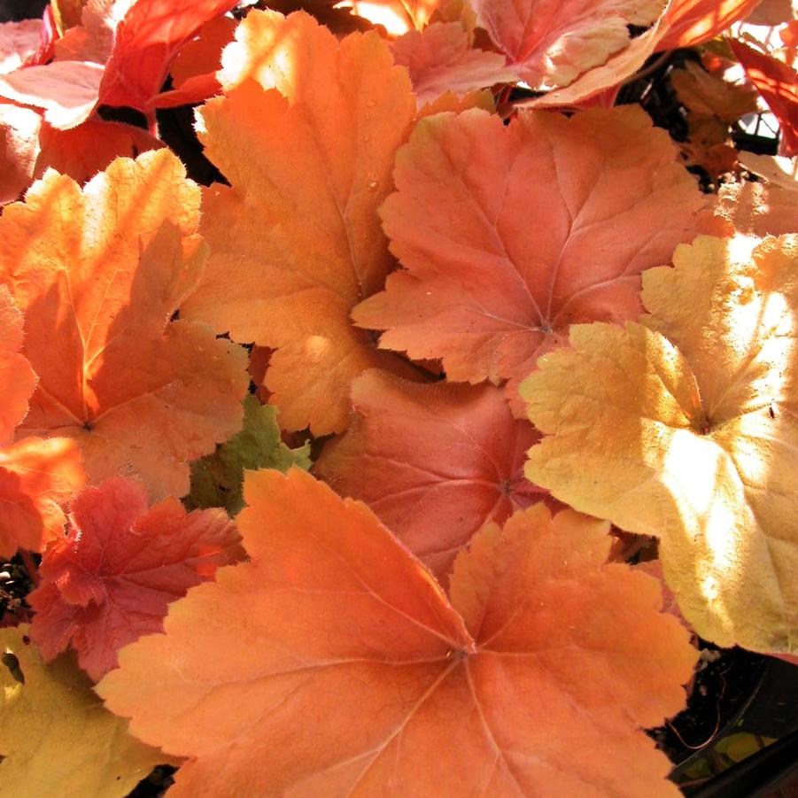 Heuchera vil. 'Mega Caramel' - from Babikow Wholesale Nursery