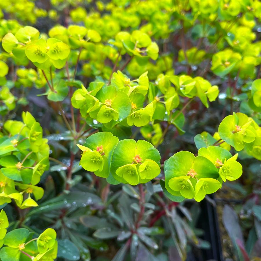 Euphorbia purpurea - from Babikow Wholesale Nursery