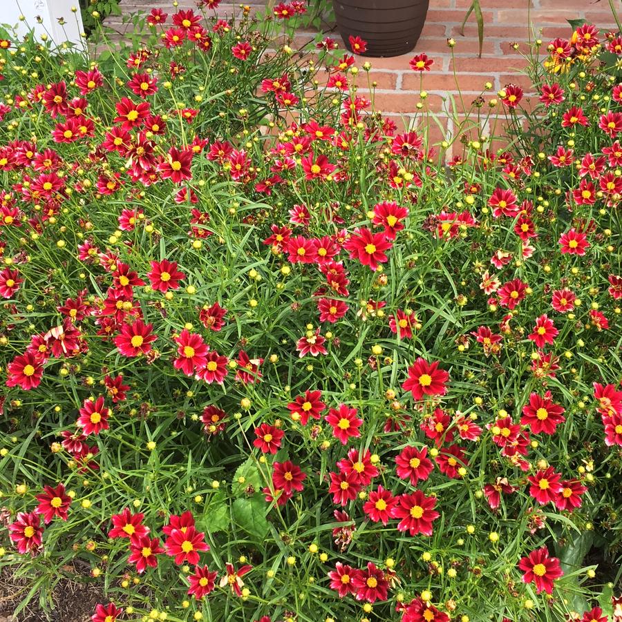 Coreopsis x ros. BIG BANG Series 'Mercury Rising' - from Babikow Wholesale Nursery