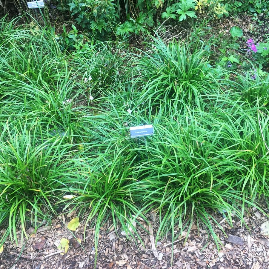 Carex amphibola - Creek Sedge from Babikow Wholesale Nursery