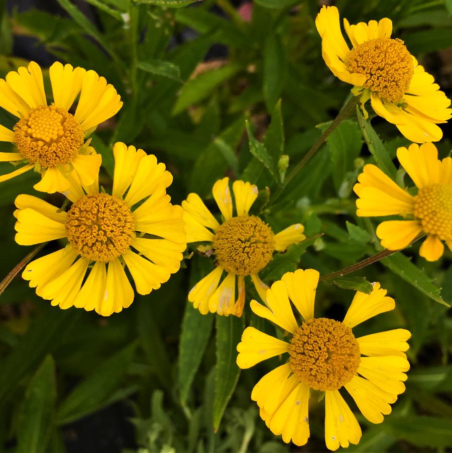 Helenium 'Helena Gold' - from Babikow Wholesale Nursery