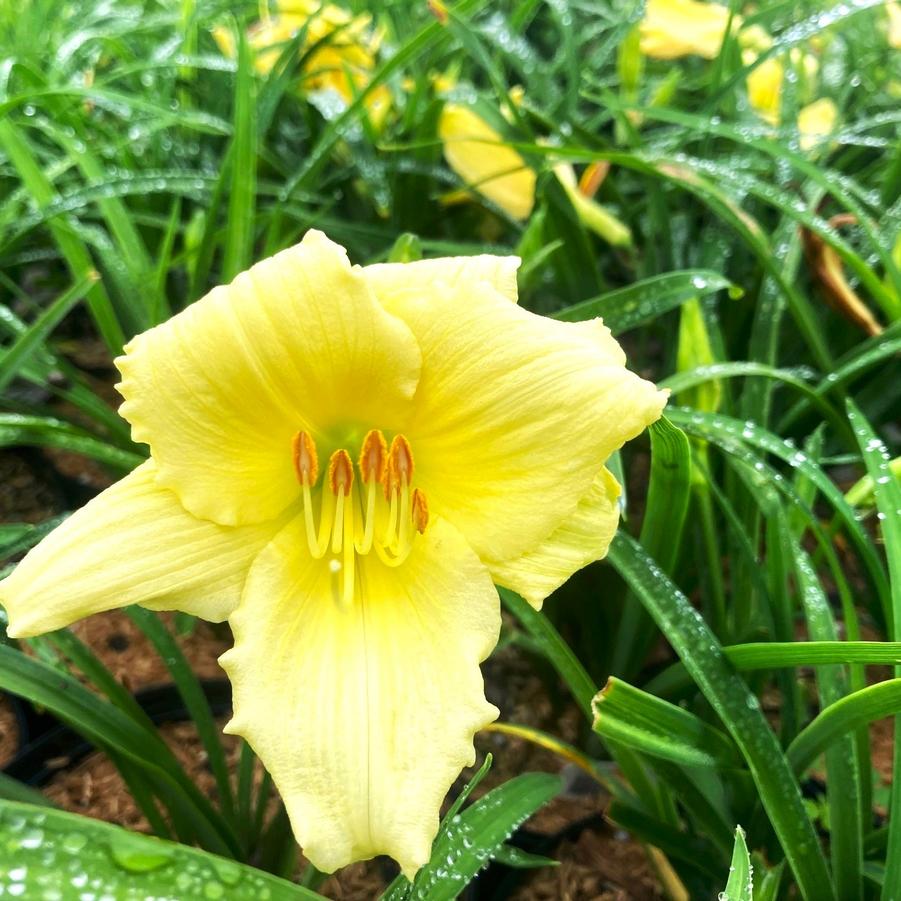 Hemerocallis 'Fragrant Treasure' - Daylily from Babikow Wholesale Nursery