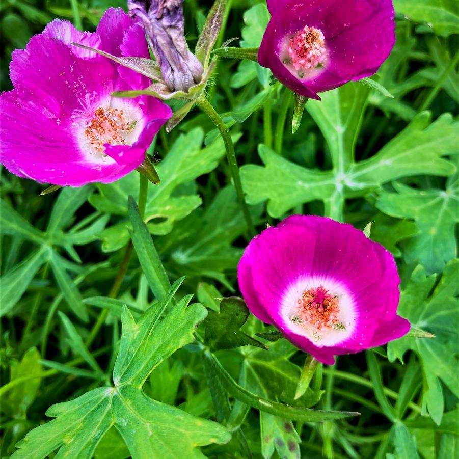 Callirhoe involucrata - Wine Cups from Babikow Wholesale Nursery