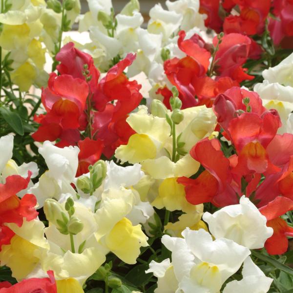 Snapdragon Snapshot 'Citrus Mix' - from Babikow