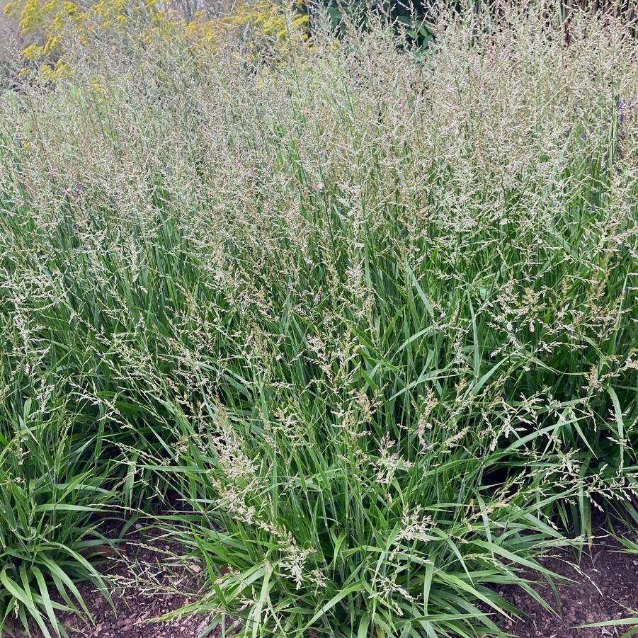 Calamagrostis 'Cheju- Do' - Dwarf Feather Reed Grass from Babikow Wholesale Nursery