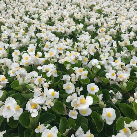 Begonia Big White with Green Leaf