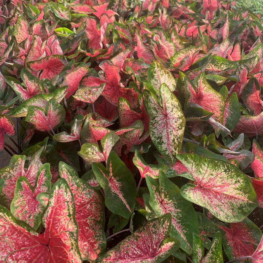 Caladium 'Mrs. WB Haldeman' - from Babikow