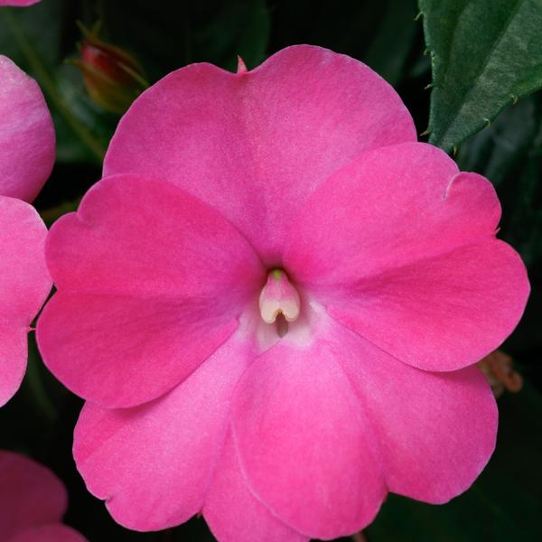 Impatiens SunPatiens Compact 'Hot Pink' - from Babikow