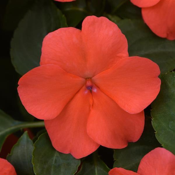 Impatiens Beacon 'Salmon' - from Babikow