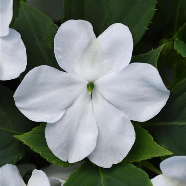 Impatiens Beacon 'White' - from Babikow