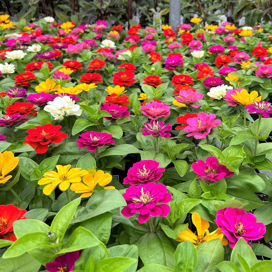 Zinnia Zesty Mix