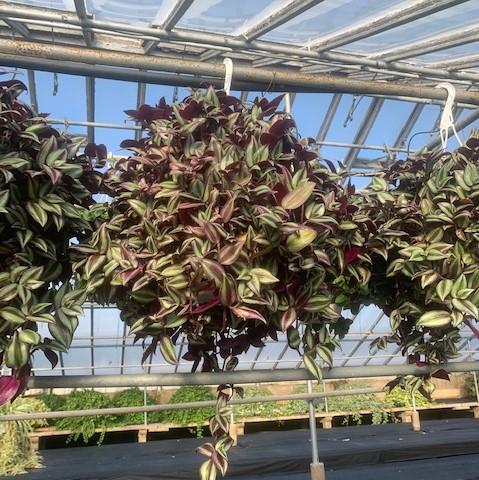 Wandering Jew Hanging Basket - from Babikow