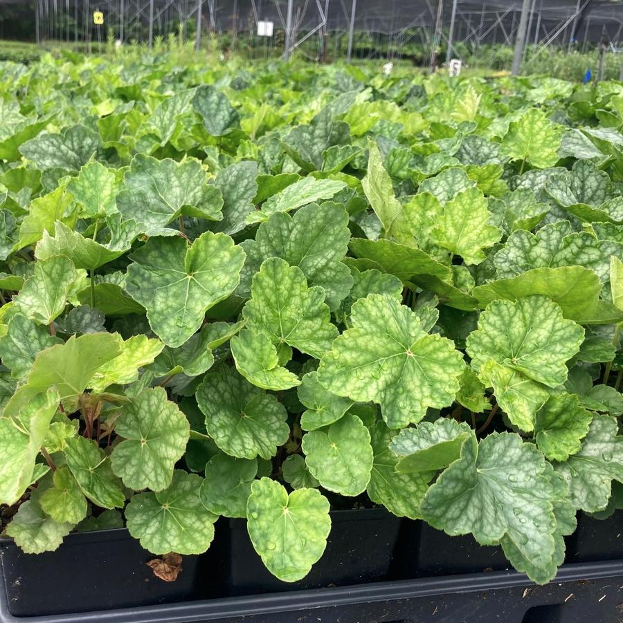 Heuchera ame. 'Dale's Strain' - Coral bells from Babikow Wholesale Nursery