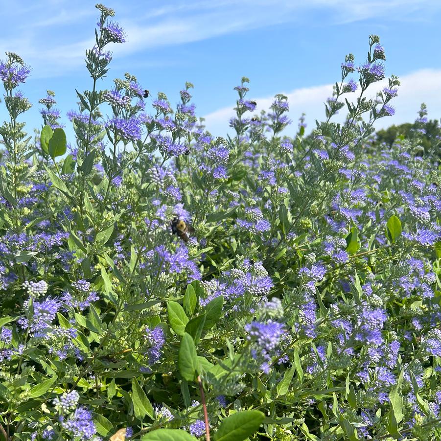 Caryopteris Dark Knight