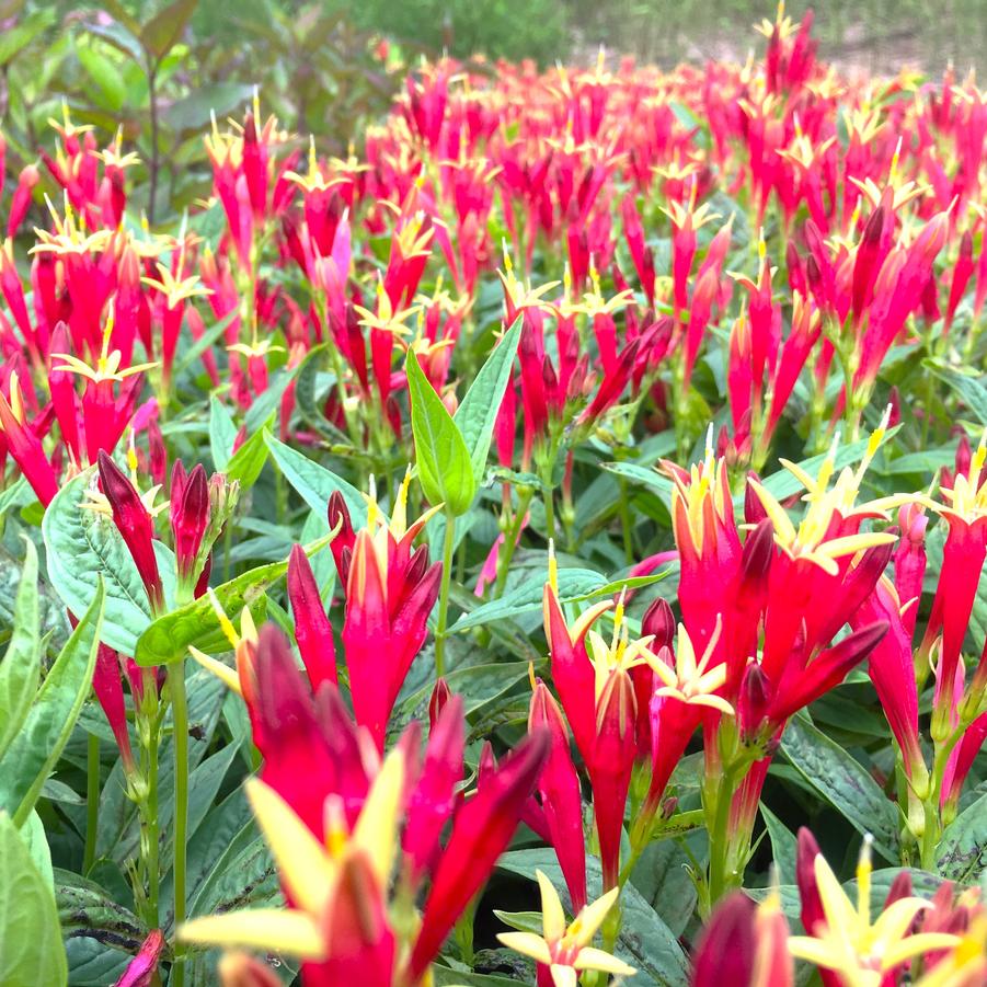 Spigelia 'Little Redhead' - Indian Pink from Babikow Wholesale Nursery