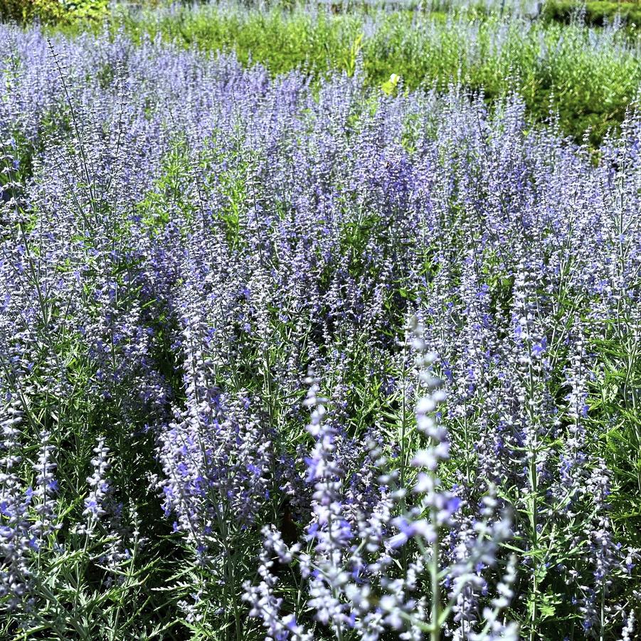 Perovskia atr. 'Blue Jean Baby' - Russian Sage from Babikow Wholesale Nursery