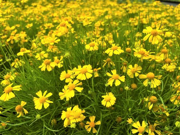 Helenium 'Dakota Gold' - from Babikow