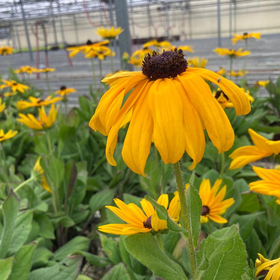 Rudbeckia hirta 'Indian Summer' - from Babikow Wholesale Nursery