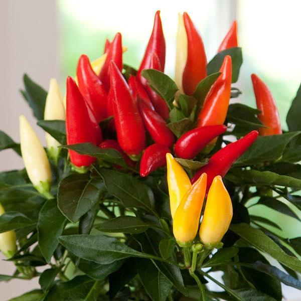 Capsicum annuum 'Joker' - Ornamental Pepper from Babikow