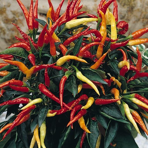 Capsicum annuum 'Medusa' - Ornamental Pepper from Babikow