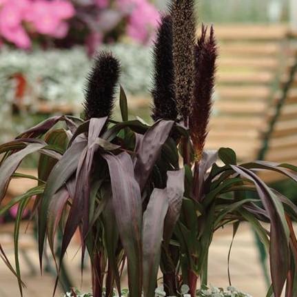 Pennisetum glaucum 'Purple Baron' - Ornamental Millet from Babikow