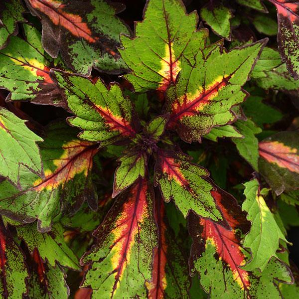 Coleus 'Special Effects' - from Babikow