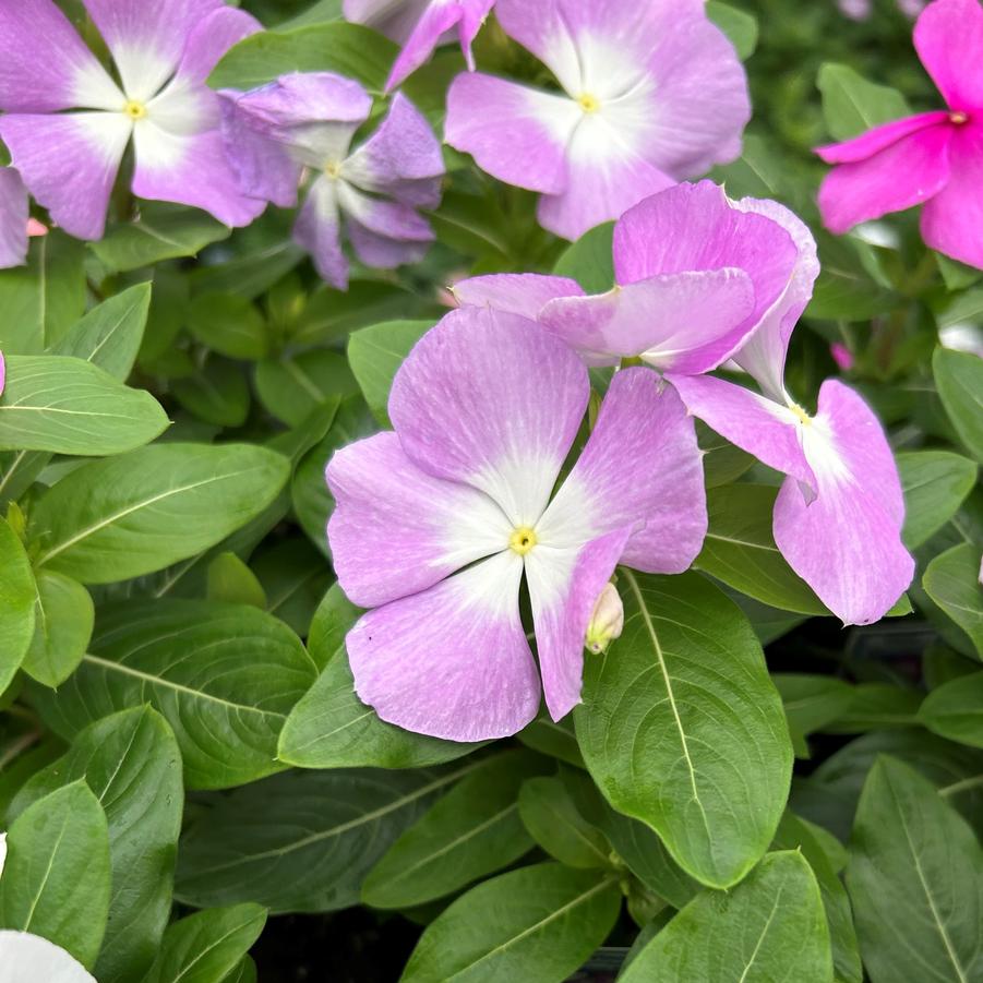 Vinca Titan Lavender Blue Halo