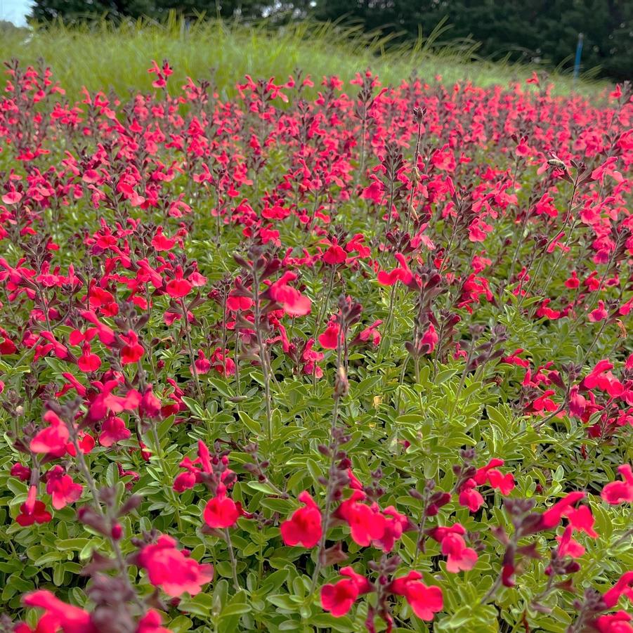 Salvia x 'Artic Blaze Red' - from Babikow Wholesale Nursery