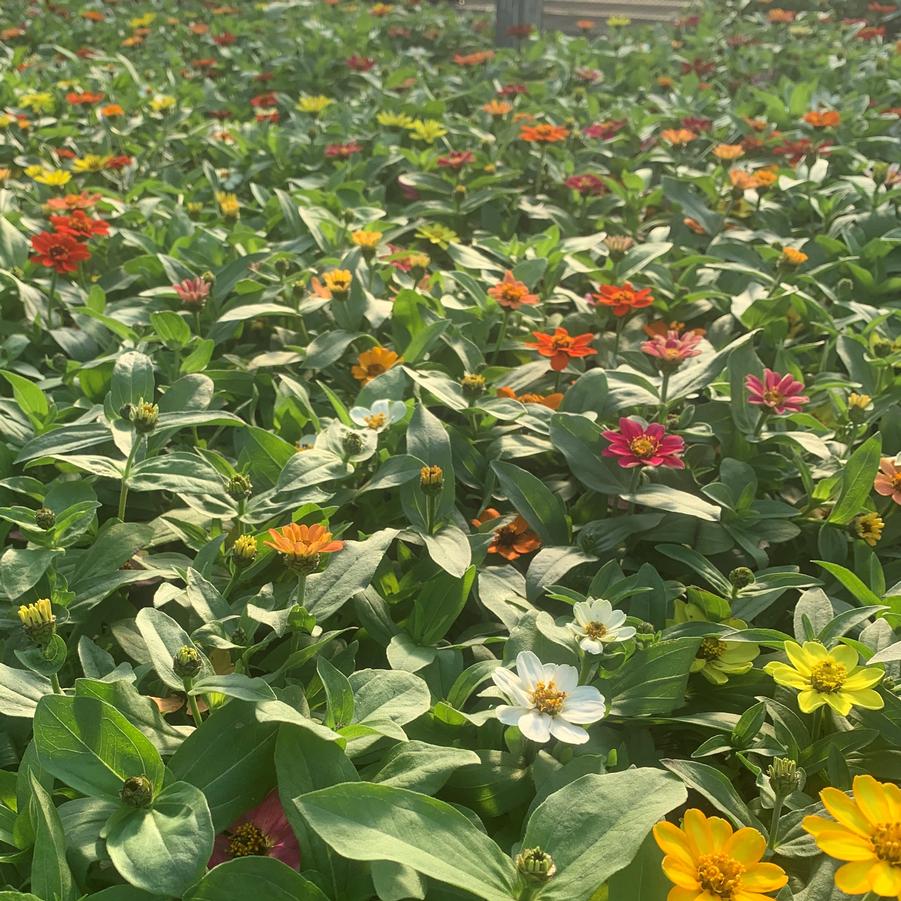 Zinnia Profusion Mix