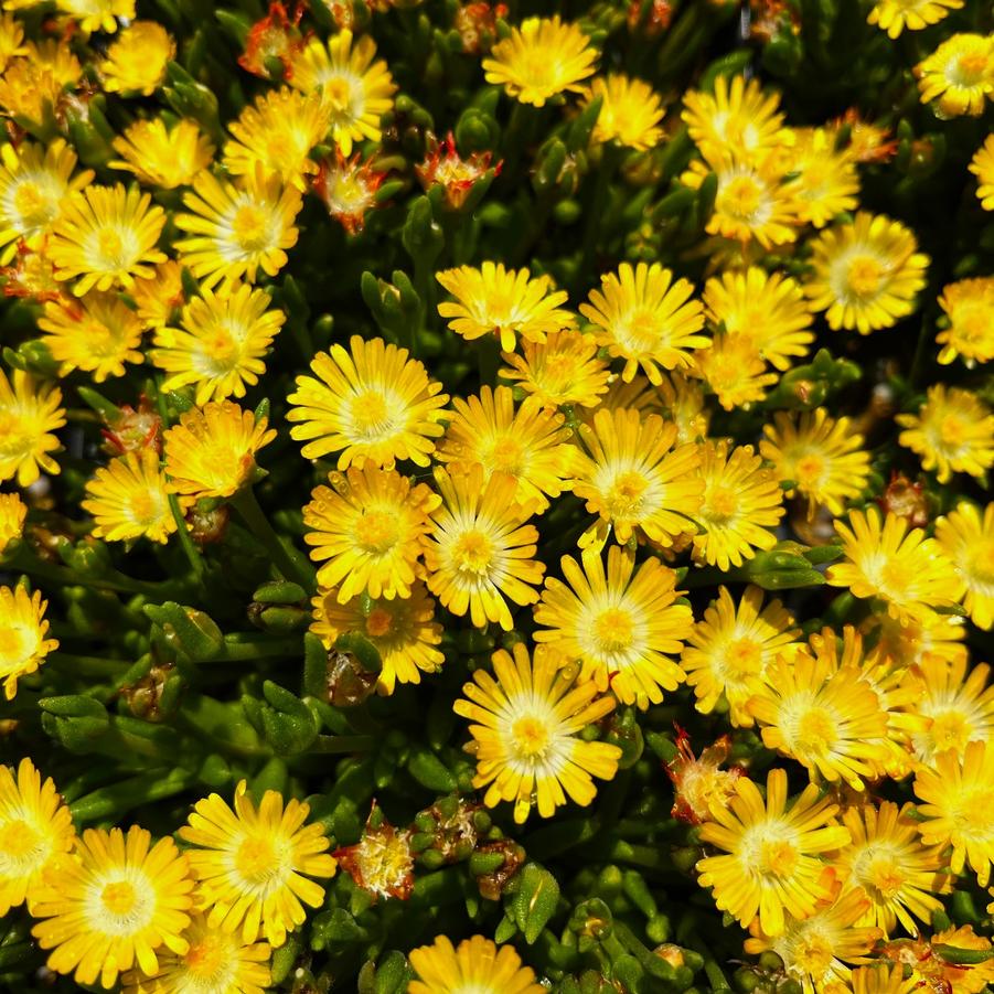 Delosperma 'Jewel of Desert Peridot' - Ice Plant from Babikow Wholesale Nursery