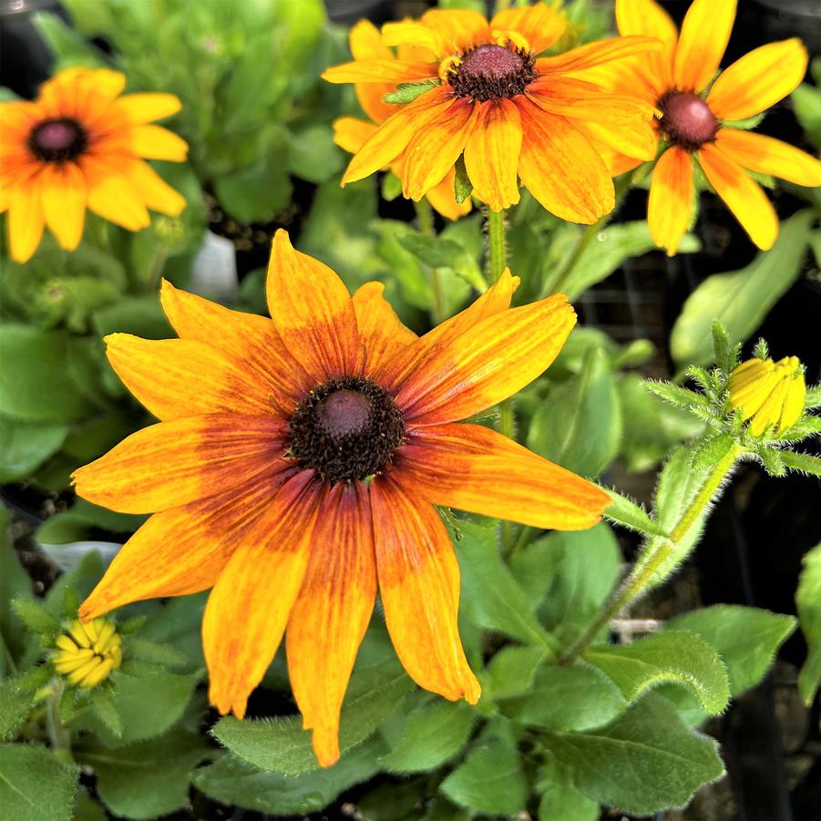 Echibeckia Summerina 'Yellow' - from Babikow Wholesale Nursery