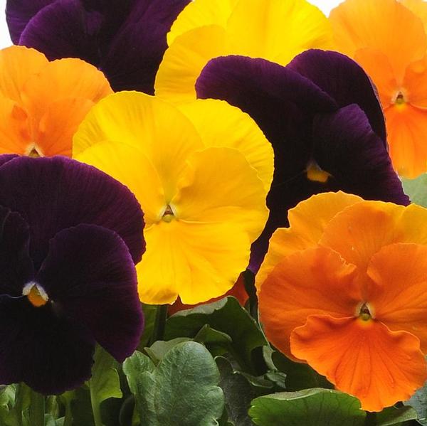 Pansy Matrix 'Harvest Mix' - from Babikow