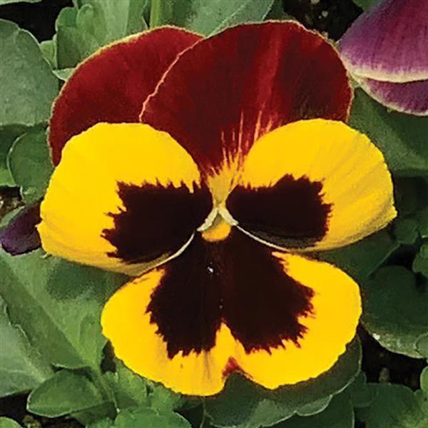 Pansy Matrix 'Red Wing' - from Babikow