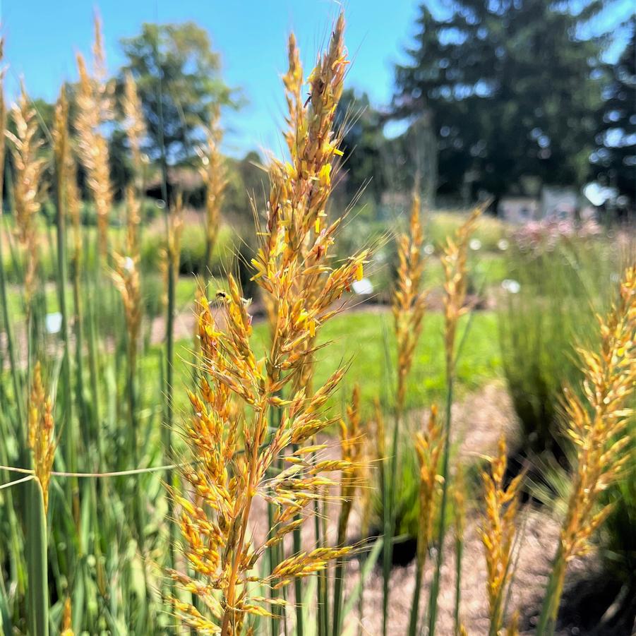 Sorghastrum nut. 'Golden Sunset' - Golden Prairie Grass from Babikow