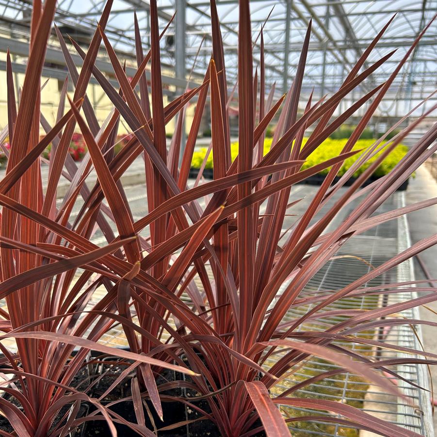 Cordyline 'Red Star' - from Babikow Wholesale Nursery