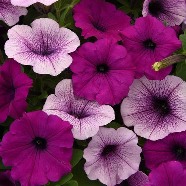 Petunia Easy Wave 'Plum Pudding' - from Babikow