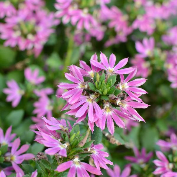 Scaevola Surdiva 'Fashion Pink' - from Babikow