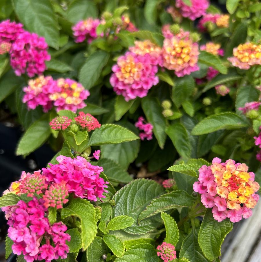 Lantana Gem Diva Pink