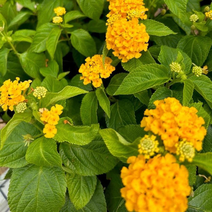 Lantana Gem 'Gold' - from Babikow Wholesale Nursery